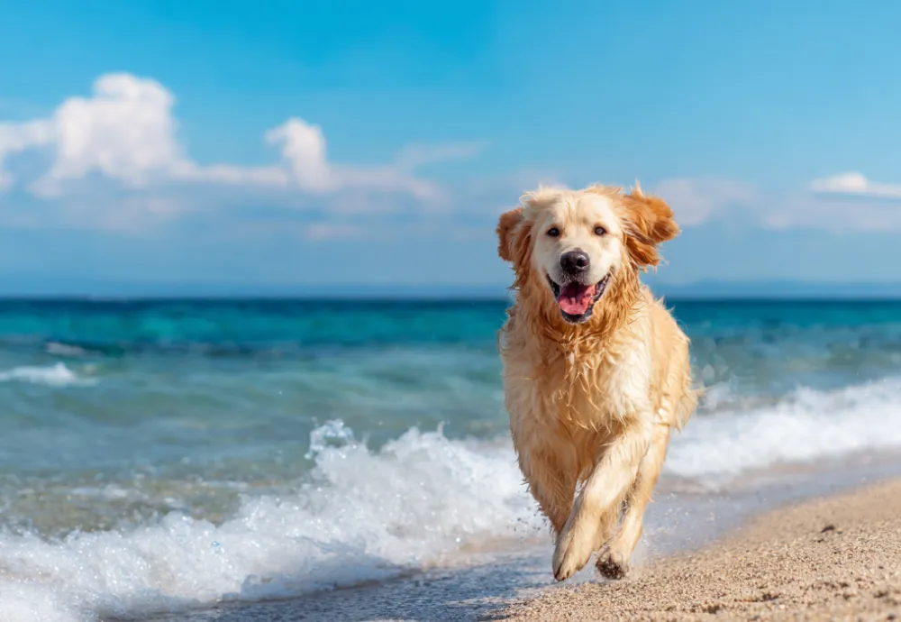 AI Tools for Smarter Pet Care