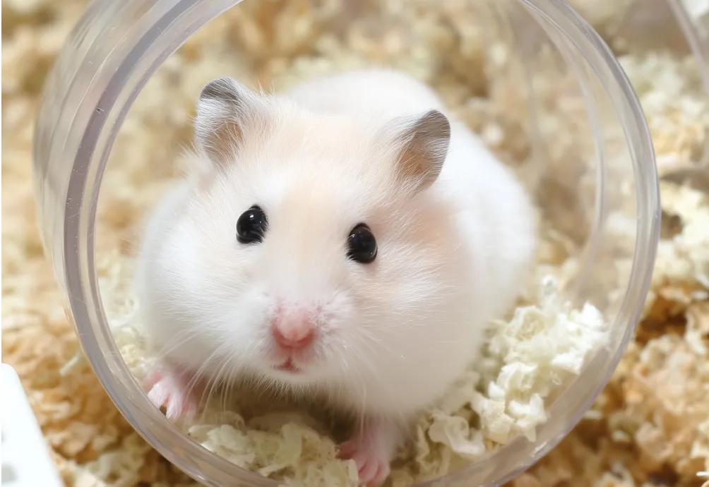 AI Tools for Smarter Pet Care